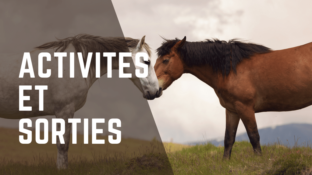 activités et sorties de l'école d'équitation de Namur-Gesves